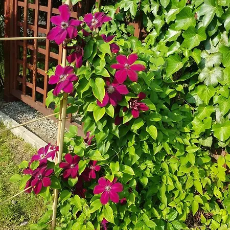 Sielskie - Nowe Z Prywatnym Ogrodem I Biletem Na Basen Gratis Apartman Ustroń
